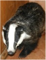 badger-injury-crisp8.jpg