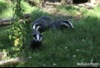 Patch the Badger