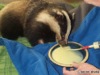 Patch the Badger