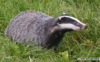 Patch the Badger