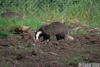 Patch the Badger