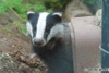 Patch the Badger