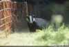 Patch the Badger