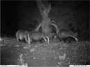 Badgers at night